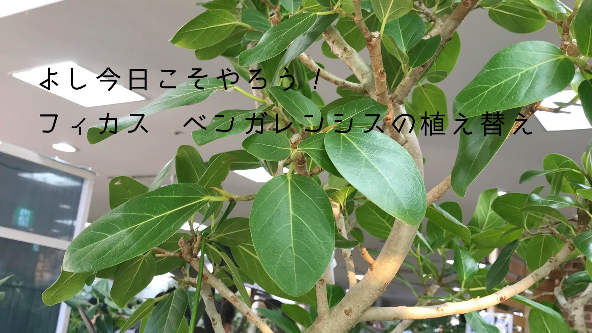フィカス ベンガレンシスの植え替え タイミング 時期 土 手順 東京やまびこ植物園