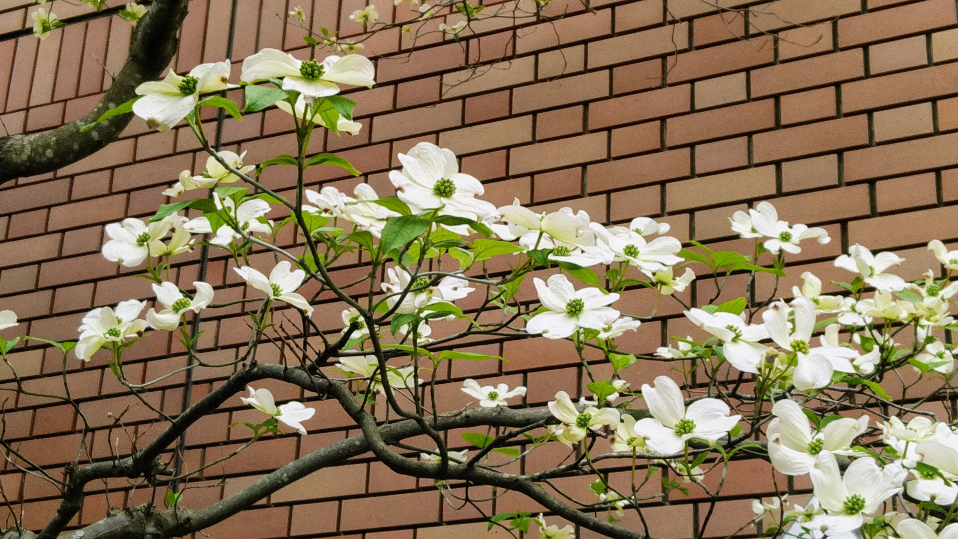シリーズ 花咲く街路樹 観葉植物 4 5月 ハナミズキ 東京やまびこ植物園