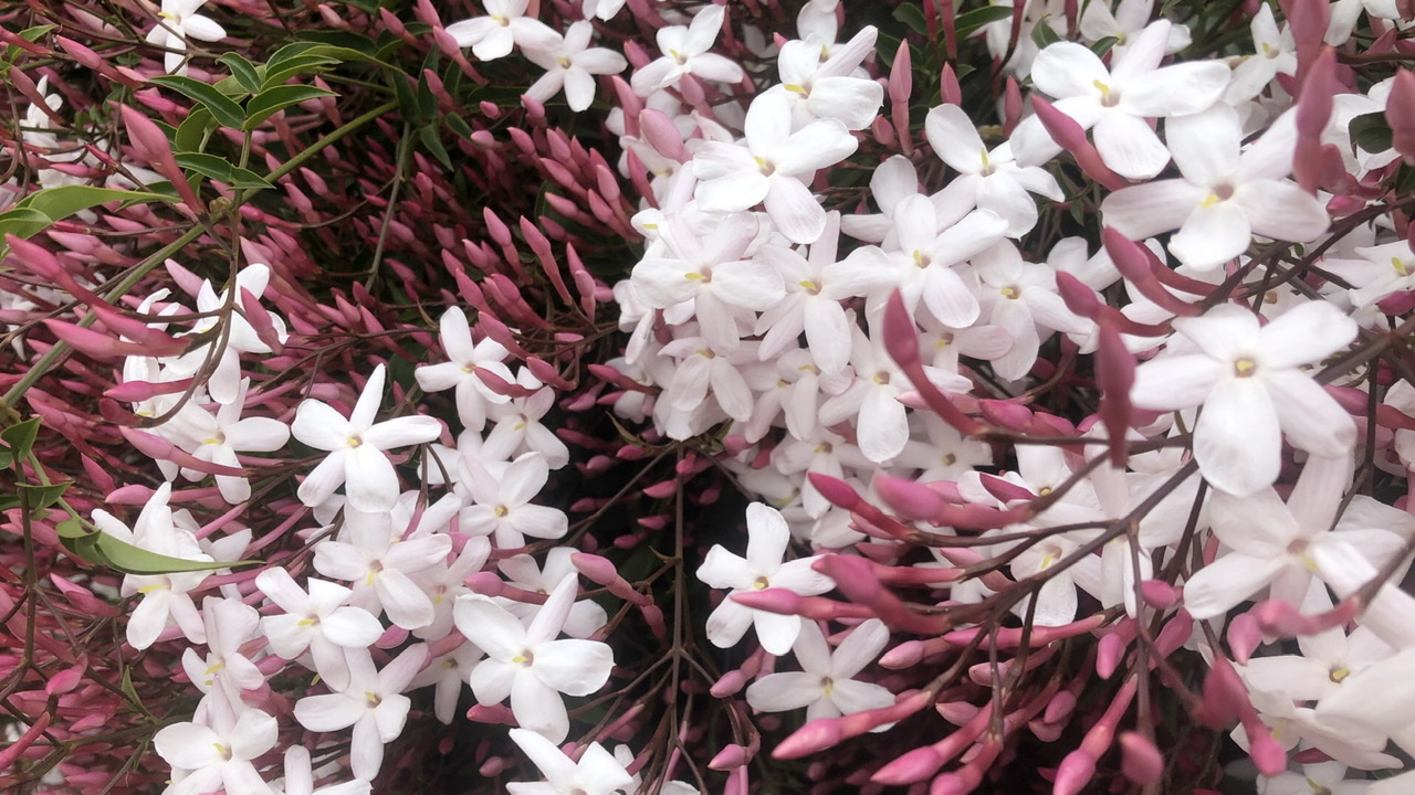 シリーズ 花咲く街路樹 観葉植物 5月 ハゴロモジャスミン 東京やまびこ植物園