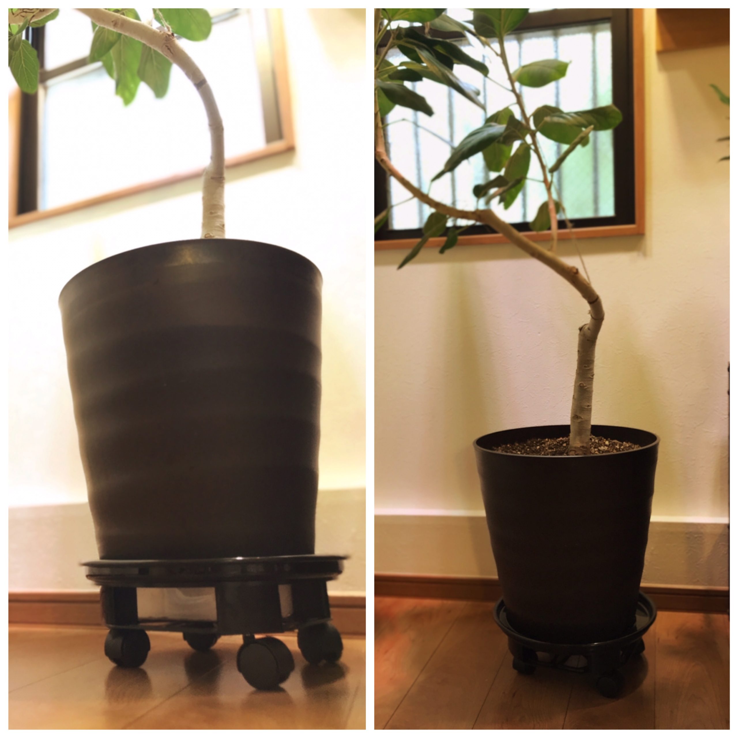 Garay植木鉢台を買ってみた 重い大型観葉植物の水やりおすすめグッズ 東京やまびこ植物園